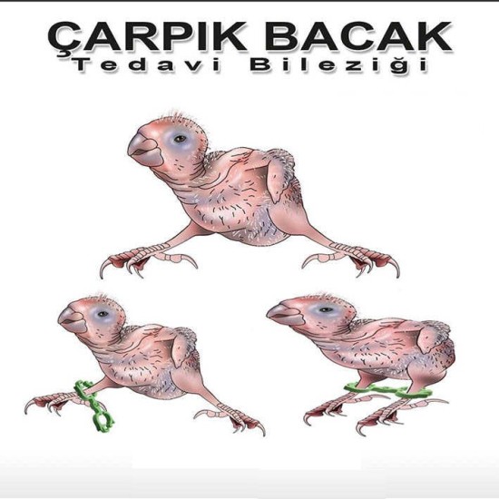 Çarpık Bacak Ayak Kelepçesi 2 li set muhabbet ve kanarya için Plastik