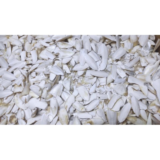 Kalamar Kemiği Kırık Toz 500 Gr