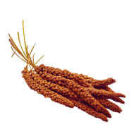 Kızıl Dal Darı 150 Gr